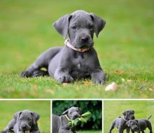 Healthy Great Dane puppies ready for loving homes..