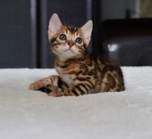 Healthy male and female Bengal kittens Seeking new homes Email address(melissa24allyssa@gmail.com)