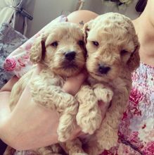 Stunning home reared C0CKAPOO pups..!!!