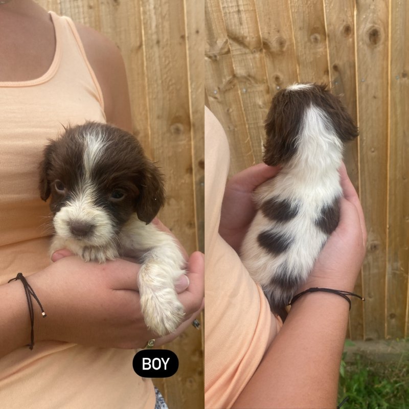 English Springer Spaniel Puppies ready for loving homes only !!!! Image eClassifieds4u