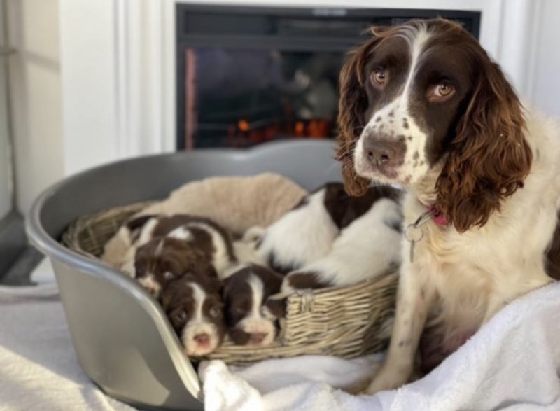 English Springer Spaniel Puppies ready for loving homes only !!!! Image eClassifieds4u