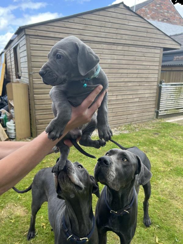 Healthy Great Dane puppies ready for loving homes.. Image eClassifieds4u