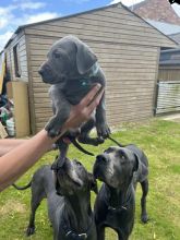 Healthy Great Dane puppies ready for loving homes.. Image eClassifieds4u 2