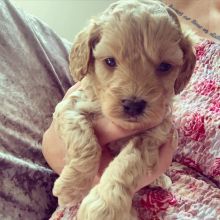 Stunning home reared C0CKAPOO pups..!!! Image eClassifieds4u 2