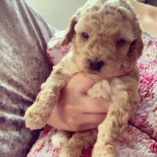 Stunning home reared C0CKAPOO pups..!!! Image eClassifieds4u 3