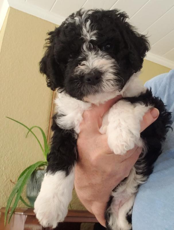 Spanish Water Dog Puppies Looking For TLC Image eClassifieds4u