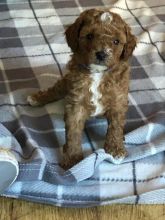 Cute cavapoo puppies for ADOPTION