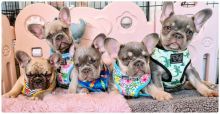 Kc registered French bulldog puppies for adoption..