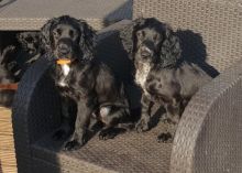 KC Registered Pedigree C0cker spaniel puppies Fully vaccinated Ready to go !!!!