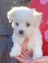 Maltese puppies for Adoption