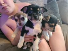 Pedigree Chihuahua Puppies looking for forever loving homes