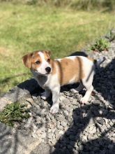 STUNNING LITTLE JACK RUSSELL PUPPIES ready for loving homes.