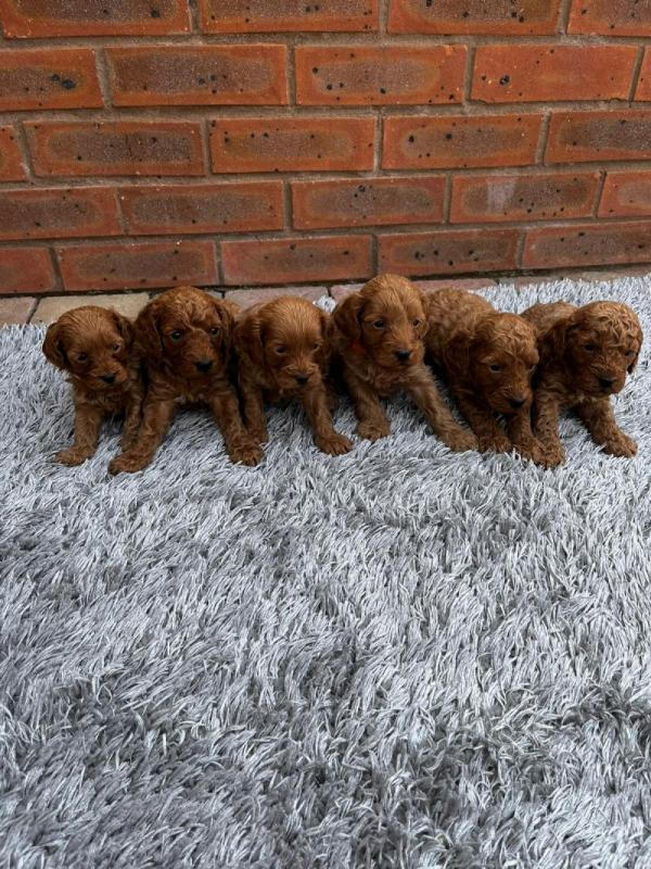Beautiful C0ckerpoo puppies ❤️❤️❤️ Image eClassifieds4u