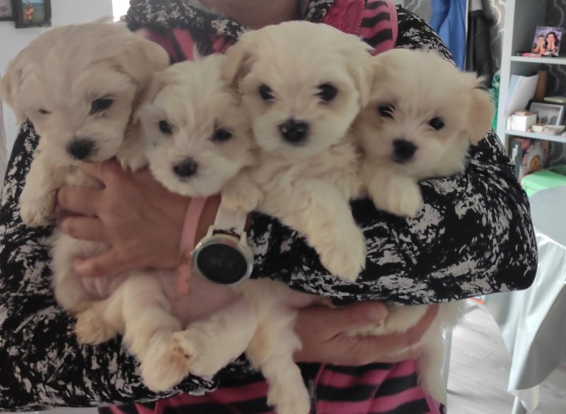 Bishon Maltese Puppies Looking for 5* Homes Image eClassifieds4u