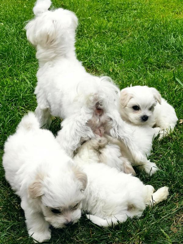 Bishon Maltese Puppies Looking for 5* Homes Image eClassifieds4u