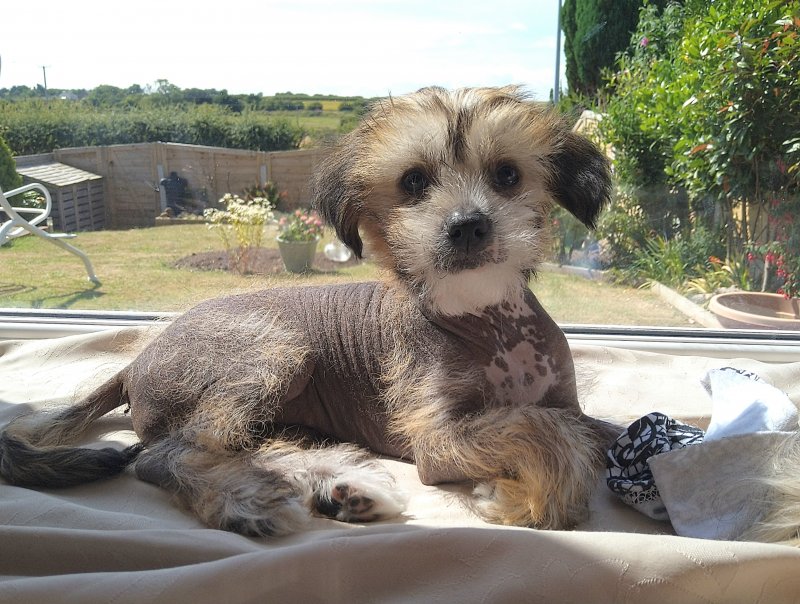 Chinese Crested puppies ready for loving home.. Image eClassifieds4u