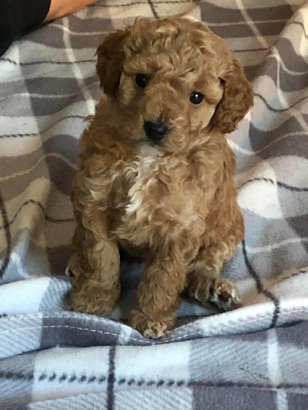 Cute cavapoo puppies for ADOPTION Image eClassifieds4u