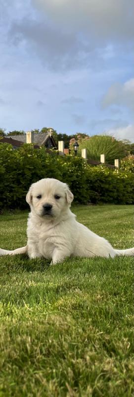 Gorgeous Golden Retriever Puppies Image eClassifieds4u
