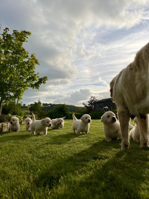 Gorgeous Golden Retriever Puppies Image eClassifieds4u