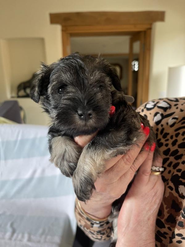 Gorgeous Miniature Schnauzer Pups Available❤️❤️❤️ Image eClassifieds4u