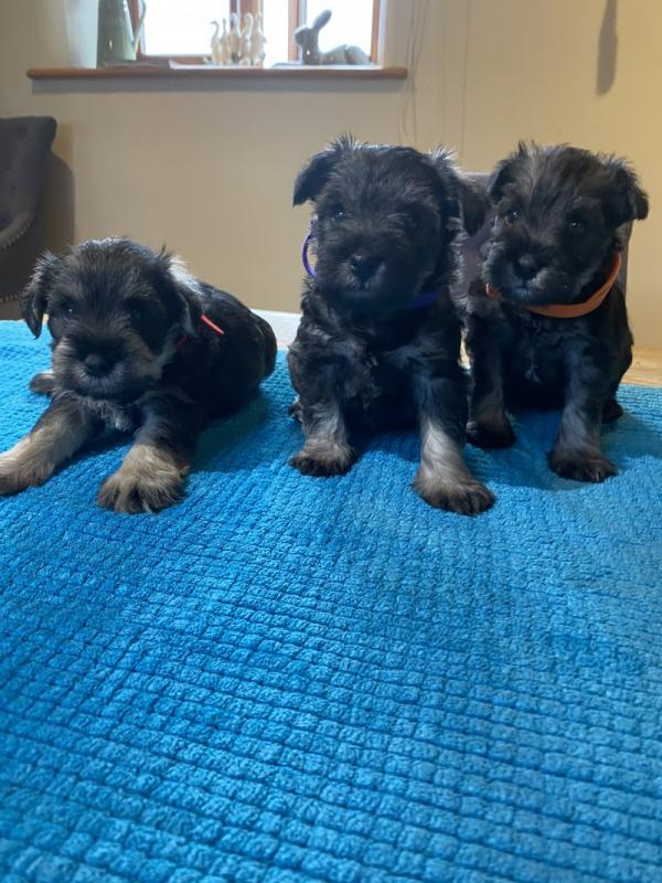 Gorgeous Miniature Schnauzer Pups Available❤️❤️❤️ Image eClassifieds4u