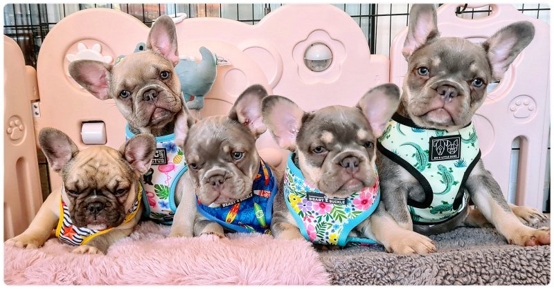 Kc registered French bulldog puppies for adoption.. Image eClassifieds4u