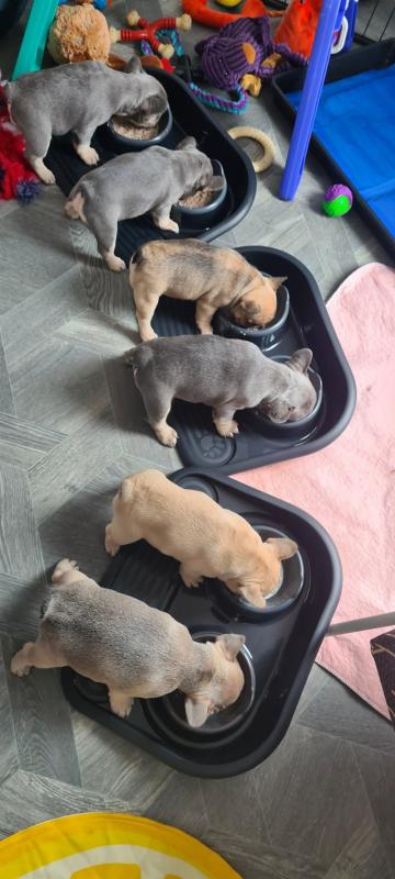 Kc registered French bulldog puppies for adoption.. Image eClassifieds4u