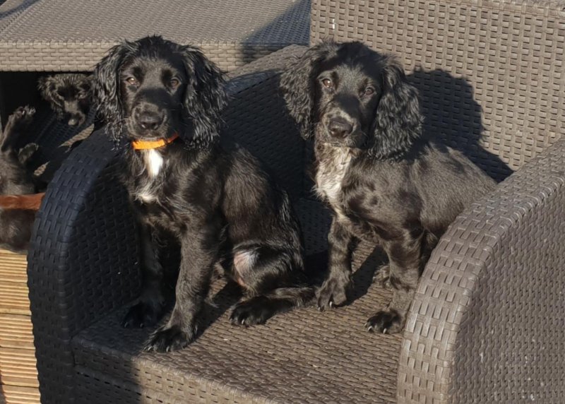 KC Registered Pedigree C0cker spaniel puppies Fully vaccinated Ready to go !!!! Image eClassifieds4u