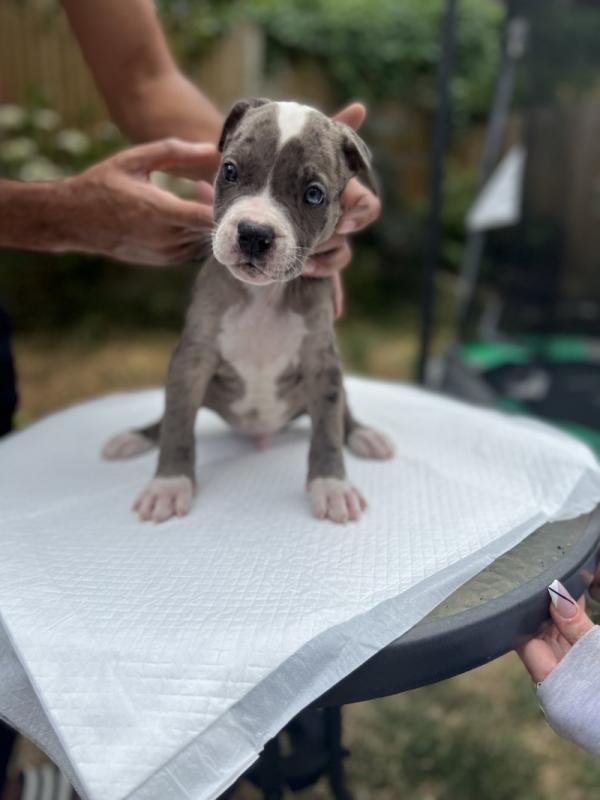 KC registered XL American Bully Puppies Image eClassifieds4u