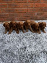Beautiful C0ckerpoo puppies ❤️❤️❤️ Image eClassifieds4u 2