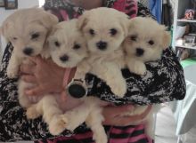 Bishon Maltese Puppies Looking for 5* Homes Image eClassifieds4u 1