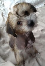 Chinese Crested puppies ready for loving home.. Image eClassifieds4u 2