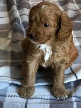 Cute cavapoo puppies for ADOPTION Image eClassifieds4u 3