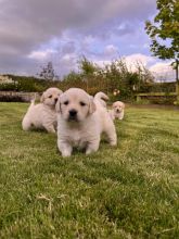 Gorgeous Golden Retriever Puppies Image eClassifieds4u 1