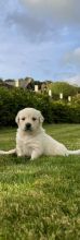 Gorgeous Golden Retriever Puppies Image eClassifieds4u 2