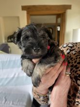 Gorgeous Miniature Schnauzer Pups Available❤️❤️❤️ Image eClassifieds4u 1