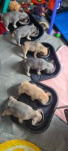 Kc registered French bulldog puppies for adoption.. Image eClassifieds4u 2