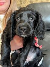 KC Registered Pedigree C0cker spaniel puppies Fully vaccinated Ready to go !!!! Image eClassifieds4u 2