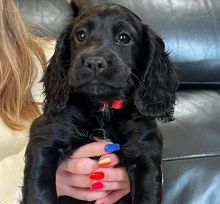 KC Registered Pedigree C0cker spaniel puppies Fully vaccinated Ready to go !!!! Image eClassifieds4u 3
