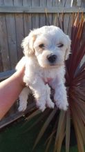 Maltese puppies for Adoption Image eClassifieds4u 2
