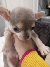 Pedigree Chihuahua Puppies looking for forever loving homes Image eClassifieds4u 3