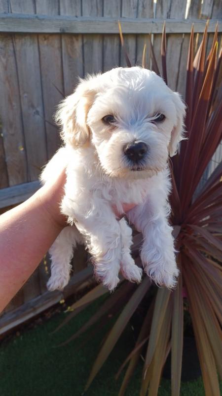Maltese puppies for Adoption Image eClassifieds4u