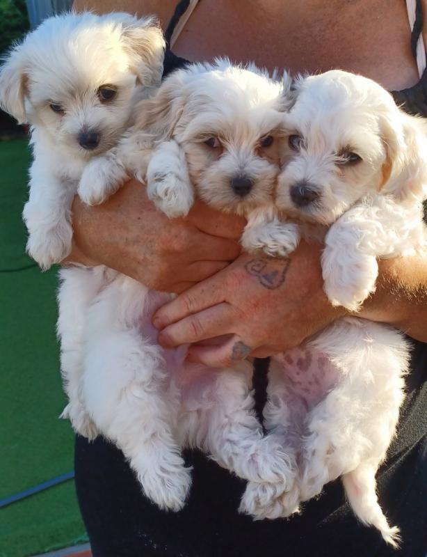 Maltese puppies for Adoption Image eClassifieds4u