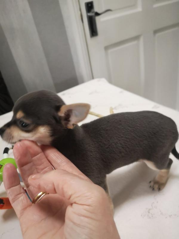 Pedigree Chihuahua Puppies looking for forever loving homes Image eClassifieds4u