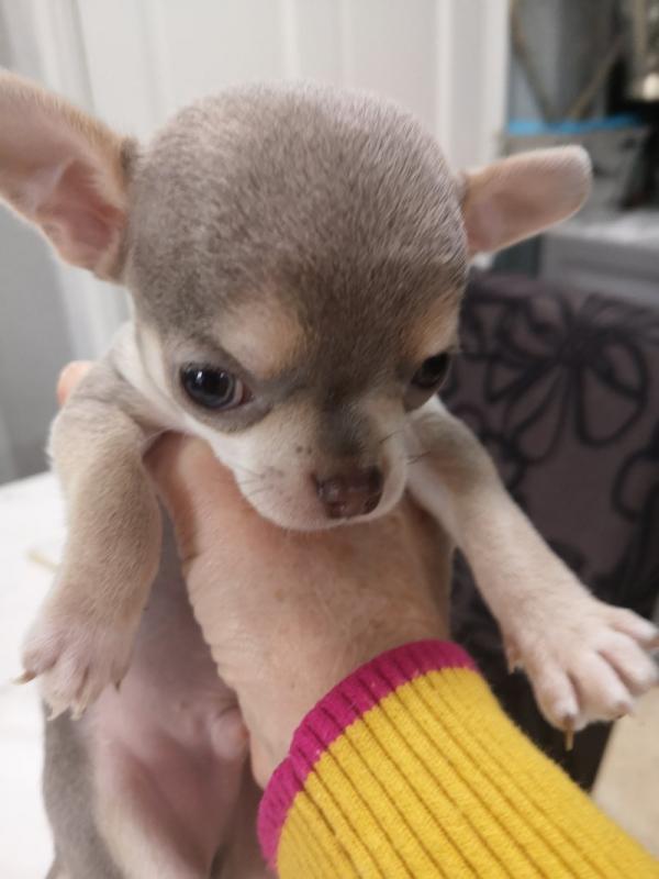 Pedigree Chihuahua Puppies looking for forever loving homes Image eClassifieds4u