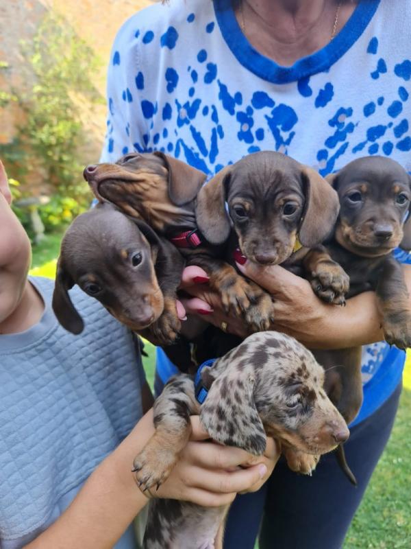 Stunning KC Registered mini smooth haired Dachshund puppies Image eClassifieds4u