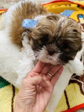 Beautiful Shih-Tzu puppies Ready for their new homes