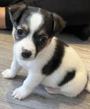 Beautiful smooth coat Jack Russell Terrier