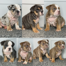 English bulldog puppies ready for loving homes.. !!⭐️⭐️⭐️