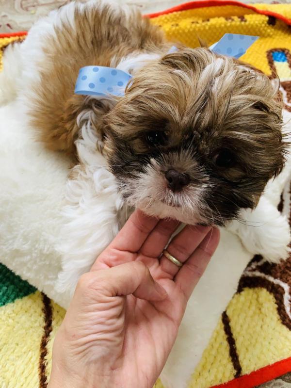 Beautiful Shih-Tzu puppies Ready for their new homes Image eClassifieds4u